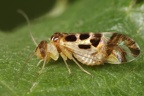 Graphopsocus cruciatus 1 2