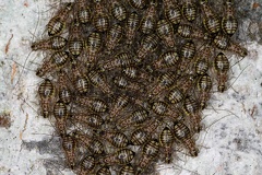 Psocoptera indet 