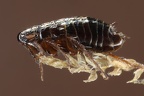 Ceratophyllidae