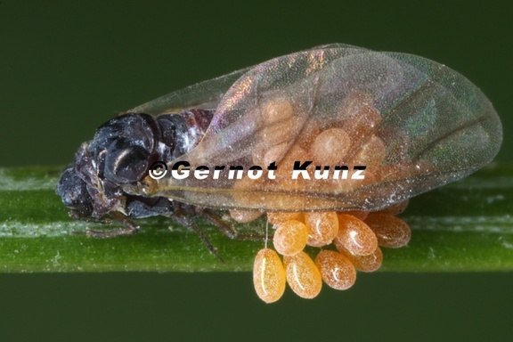 Sacchiphantes viridis1 2v