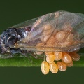 Sacchiphantes viridis1 2v