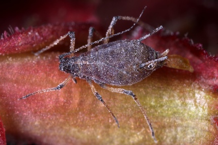 Macrosiphum rosae  Gro  e Rosenblattlaus W6 2v