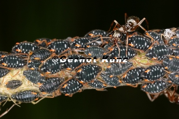 Pterocomma2