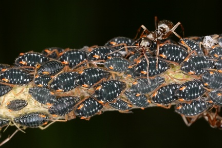 Pterocomma2