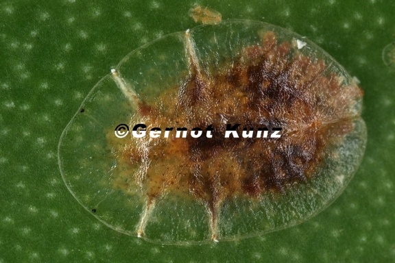 Coccidae  Schildlaus 1 2