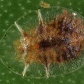 Coccidae  Schildlaus 1 2