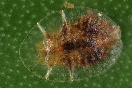 Coccidae  Schildlaus 1 2