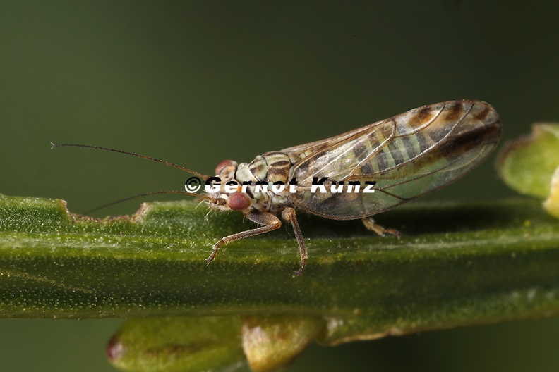 Arytaena_genistae_8_2v.jpg