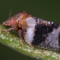 Euphyllura phillyreae 8 1