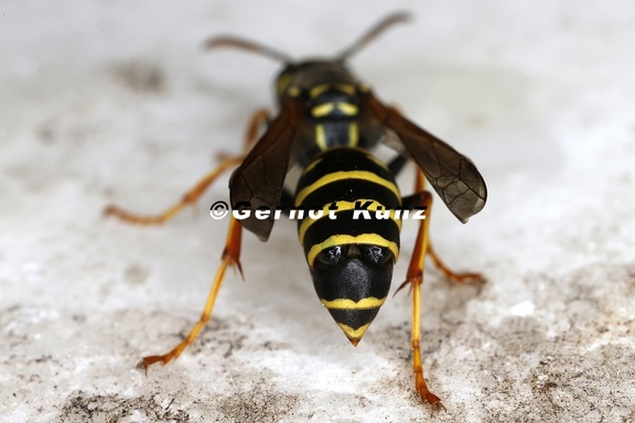 Strepsiptera indet  5 2v