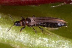 Thysanoptera indet  1 2v