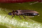 Thysanoptera (Fransenflügler)