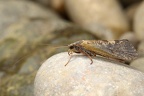 Trichoptera (Köcherfliegen)