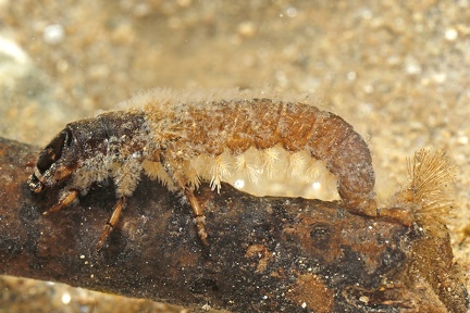 Hydropsyche sp  L5 2
