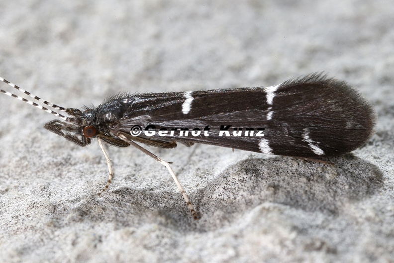 Athripsodes_bilineatus_4_2.jpg