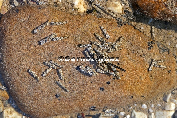 Allogamus auricollis 1 2