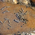 Allogamus auricollis 1 2