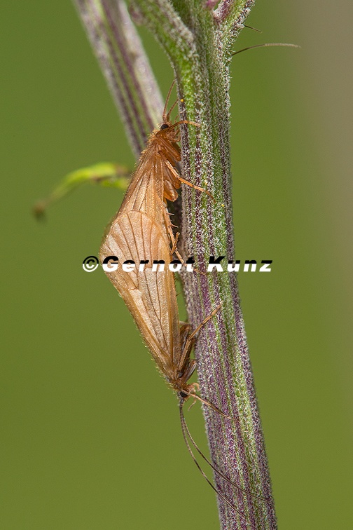 Anisogamus difformis K1 2