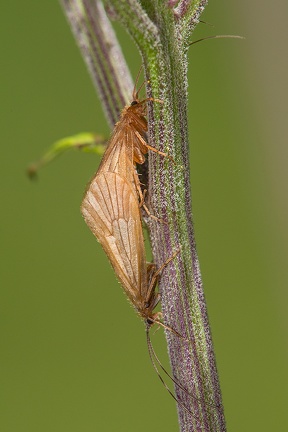 Anisogamus difformis K1 2