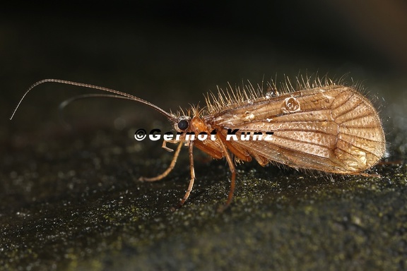 Chaetopteryx rugulosa sp  9 2
