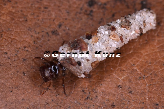 Enoicyla sp  3 2v