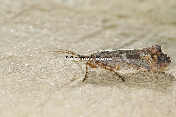Glyphotaelius pellucidus 3 2