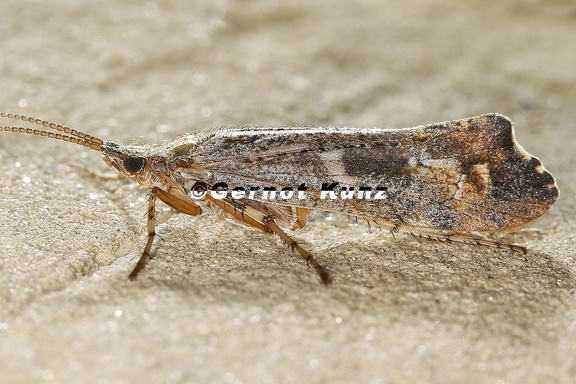 Glyphotaelius pellucidus 3 4
