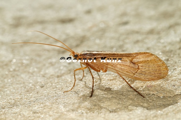 Limnephilidae indet  7 2