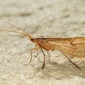 Limnephilidae indet  7 2