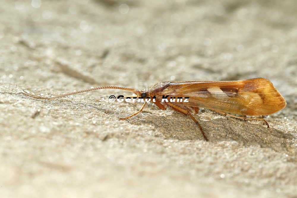 Limnephilus rhombicus 6 2