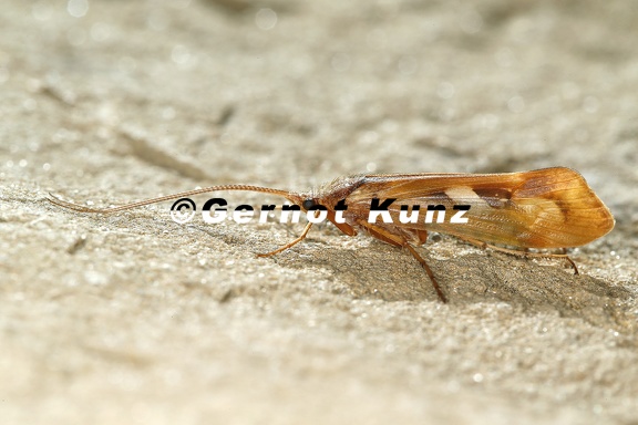 Limnephilus rhombicus 6 2