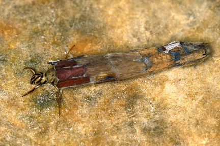 Phryganeidae indet  1 3v