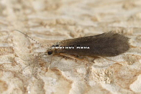 Psychomyia pusilla cf 2 2