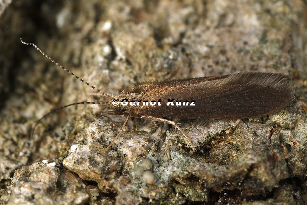 Psychomyidae indet  13 2