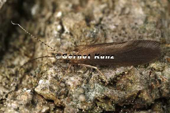Psychomyidae indet  13 2