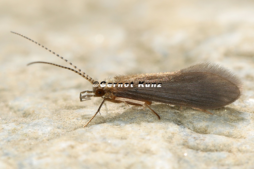 Psychomyidae indet  15 2