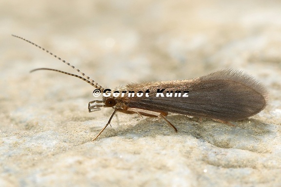Psychomyidae indet  15 2