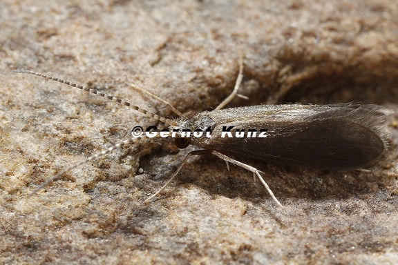Psychomyidae indet  7 2