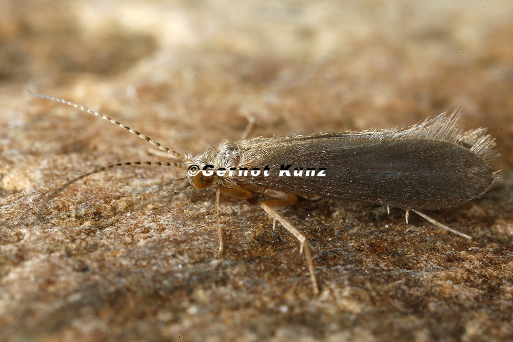 Psychomyidae indet   14 2