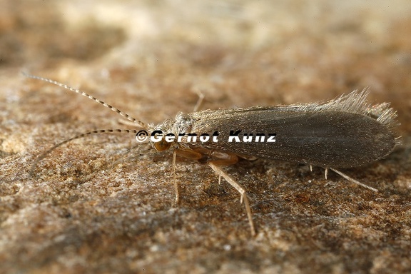 Psychomyidae indet   14 2