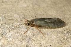 Rhyacophila sp  1 1