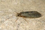 Rhyacophila sp  1 1