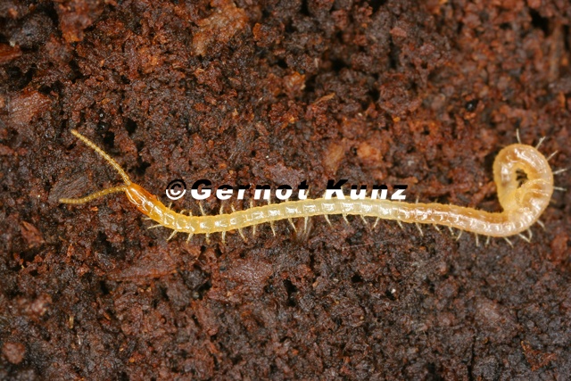 Geophilidae__Erdl__ufer_2_2v.jpg