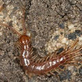 Lithobiidae 1 2v
