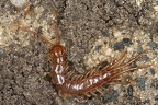 Lithobiidae