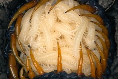 Scolopendra cingulata  Europ  ischer Riesenl  ufer 4 2v