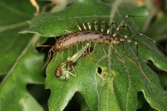 Scutigera coleoptrata  Spinnenassel 1v
