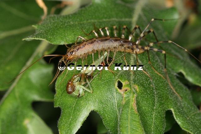 Scutigera coleoptrata  Spinnenassel 1v