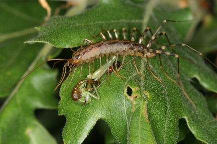Scutigera coleoptrata  Spinnenassel 1v