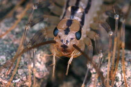 Scutigera coleoptrata  Spinnenassel 7 2v